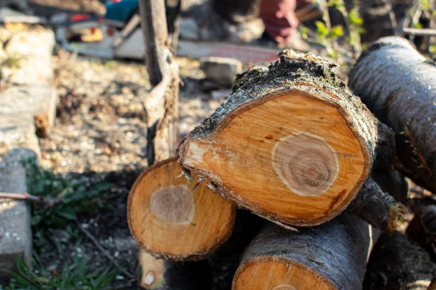 Best Stump Grinding and Removal  in St Ansgar, IA